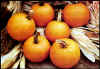 Ironsides Pumpkins