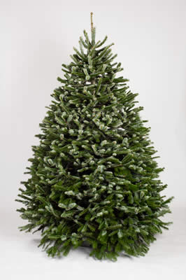 Nordman Fir