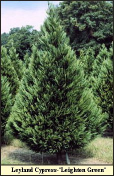 Leyland Cypress