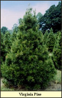 Virginia pine