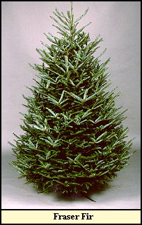 Fraser Fir