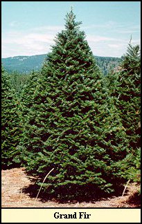 Grand Fir