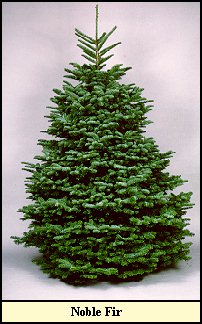 Noble Fir