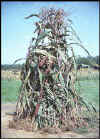 Corn Stalks