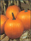 Jack Pot Pumpkins
